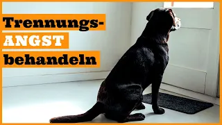 Hund Trennungsangst abgewöhnen I Hunde mit Trennungsangst richtig trainieren