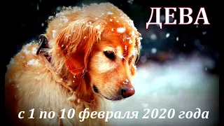 #ДЕВА #с1по10февраля #Таропрогноз на первую декаду февраля 2020 года от Татьяны Байер