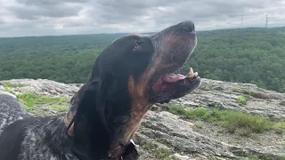 Coonhound Howling on a Mountain