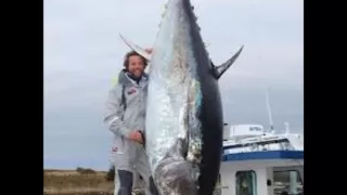 Top 10 Biggest Tuna in the World!!!!!!!(HD)