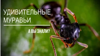 Невероятные факты жизни муравьев