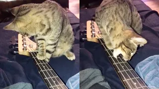 Cat Plays The Bass Guitar