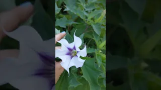 Datura Stramonium