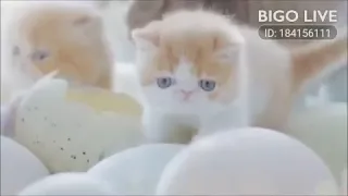 Cute dady cat