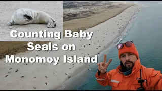 Counting Baby Seals on Monomoy Island! Aerial View!