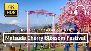 [4K/HDR/Binaural] Matsuda Cherry Blossom Festival 2022 Walking Tour - Kanagawa Japan