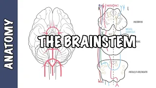 The Brainstem Clinical Anatomy - Rule of 4's, midbrain, medulla, pons