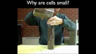 Why Are Cells Small?