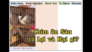 Cách Nuôi Chim Chào Mào ăn Sâu thì có Lợi và Hại gì