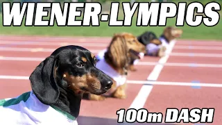 The 100m Dachshund Dash! - Wiener Dog Race!