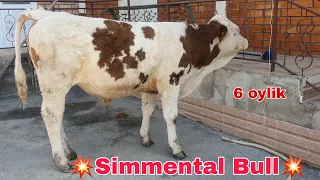 Simmental Bull 6 oylik Buqacha ☎️+998 90 277 71 90