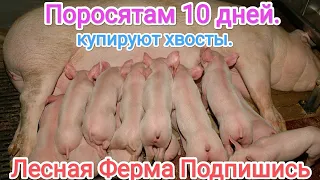 👋👋👋Поросятам 10 дней ставим железо и прививки обзор🐖🐖🐖