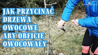 Jak przycinać drzewa owocowe aby obficie owocowały