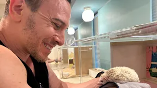 Chiku Chiku Cafe (Hedgehog cafe in Shibuya) ハリネズミちくちくカフェ