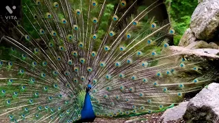 Natural Peacock Dance in forest #Wildlife
