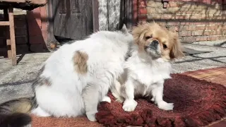 Собака и кошка —лучшие друзья.Dog and cat –are best friends