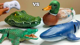 RC Big Blue Whale Vs RC Realistic Crocodile Unboxing & Fight - Chatpat toy tv