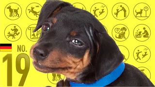 #19 Miniature Pinscher ❤️ TOP100 Cute Dog Breeds Video