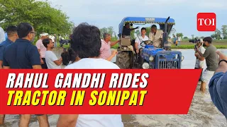 VIRAL: Rahul Gandhi Drives Tractor in Farmland, Sows धान With Farmers