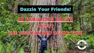 10 Fabulous Facts About The Western Red Cedar Tree