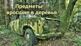 Предметы вросшие в деревья! Как деревья поглощают разные вещи! #1