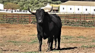 Los Toros Fuente Ymbro 2019 Y La Entrevista - Mayoral D. Alfonso Vázquez