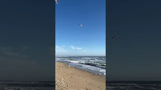 Seagulls Flying over Beach in Slow Motion#shorts