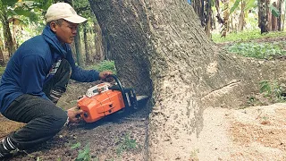 Very strong... Stihl ms 881, Cut down a trembesi tree.