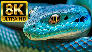 THE MOST DANGEROUS ANIMALS OF THE PLANETS 8K ULTRA HD / 60FPS HDR - With Animal Sounds