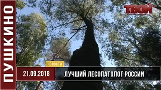 Лучший лесопатолог России