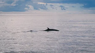 Whale & dolphin watching - Madeira, January 2023