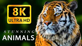 8K Animals - The STUNNING WORLD of ANIMALS 8K with Piano Music - 8K VIDEO ULTRA HD