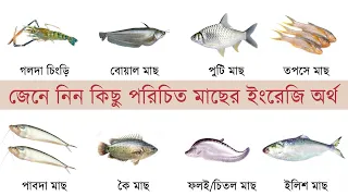 Fish Names Meaning & Picture | Fish Names - English to Bangla | Fish Names in English with Picture
