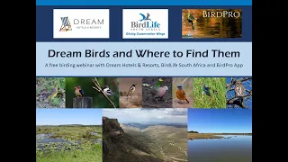 Birding Webinar: Dream Birds & Where to Find Them in South Africa