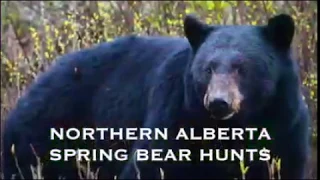 Northern Alberta Giant Spring Bear Hunt