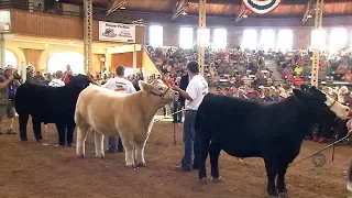 4-H Grand Champion Steer