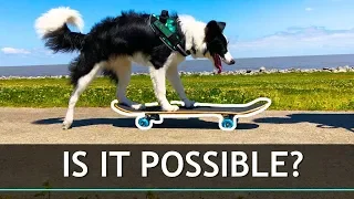 What Happens When You Try to Teach a Dog To Skateboard?