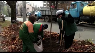 Молоді дерева – замість старих. На чернівецьких вулицях висадять 70 кленів гостролистих.