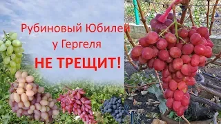 @Виноград 2019  Рубиновый Юбилей у Гергеля не трещит