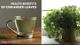 Health Benefits of Coriander Leaves | Coriander water | Boost Your Kidney Health | Coriander Secret