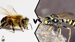 BEE VS WASP - Which is Deadlier?