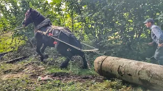 🆕ДАКАР 💪СУПЕР-ПОТУЖНИЙ🦾 ЖЕРЕБЕЦЬ✊ /⛓️ПРОБА НА 1000000