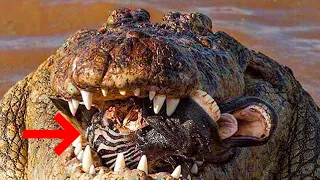 Epic Hunting Moments Of Huge And Merciless Crocodiles