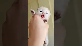 Cute baby Kitten Crying Video 😍💞😻🐾😭😍 Short YouTube Video YouTube Shorts Video 💞🤗🥺 #short #Shorts😘🥰😘🐾