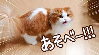 遊びたい盛り猫の圧力がすごい…