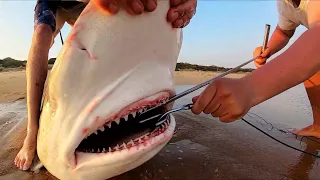 200KG+ SHARKS BECOME THE BAIT!  BEACH FISHING INSANITY!