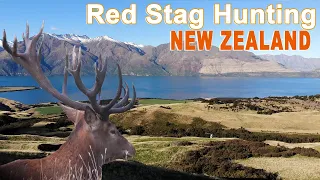 Red Stag & Tahr hunting in New Zealand  / 2019 (Chasse Cerf )