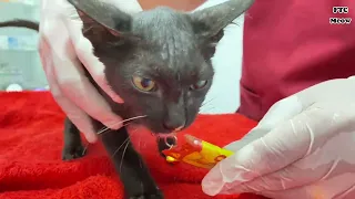 I don’t believe that I can do it! Rescue kittens attack By Dog. Success of treatment 🙏