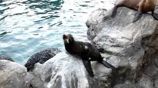 A very vocal sea lion
