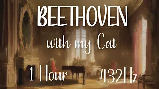 Best Of Classical Piano Solo & Cat - Ludwig van Beethoven Rondo op. 51 - 432Hz - For 1 Hour